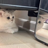 坚持鲜肉辅食改善猫咪体态毛发