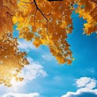 黄斑养护这件事，中老年人看叶黄素要理性