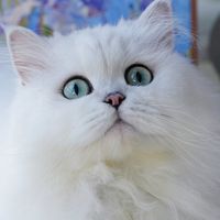 长毛猫的秋季换毛期到了：打薄梳、化毛产品下手前，先看这份去噪指南