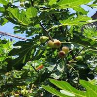 产地5块一斤，网购60一箱还翻车：无花果旺季只剩1个月，下单前先对这份清单