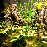 4条虾虎鱼，把运行半年的生态缸干成屠宰场：原生缸混养的3条规矩，买鱼前先看清楚