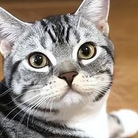 美短容易发胖怎么喂？2026年8月适合美短肥胖的低脂猫粮推荐