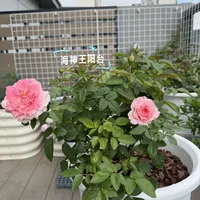 第三个台风扫过浙江：盆花被风雨折腾完，按这个顺序救——先别施肥、别晒、别急着剪