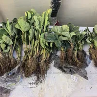 海妈开始猛推草莓苗：跟着海蒂的花园秋播前，先看白粉病、39.9元订单和那条隋珠好评