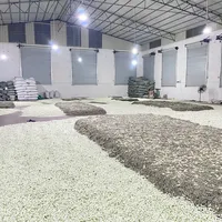自家养的茉莉别只看花:把花做成茶,窗口期就剩这几周——“泡了不香”多半是差一道工序