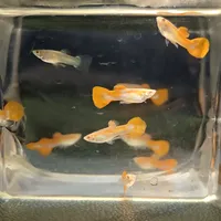 孔雀鱼苗养了一个月还像刚生的：先查频率、水温、容器这三笔账，基因的事放最后