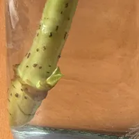 剪下来的绣球枝条别扔：8月底是今年最后的发根窗口（附4种繁殖方法对比）