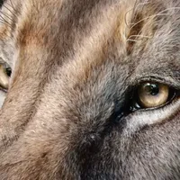 别急着升也别死守旧版：Blender 5.2 LTS 发布一个半月，社区实测把版本账算清楚了