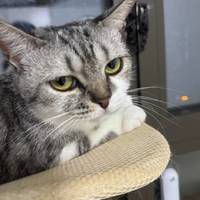 猫粮雷接连爆，换粮潮涌向鲜朗：“避风港”这个标签，贴得稳吗？