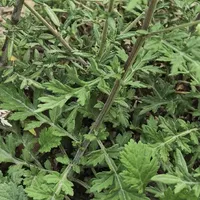 秋季鼻炎季来了：别人的"神药"你吃了反而加重？买药前先辨寒热虚实