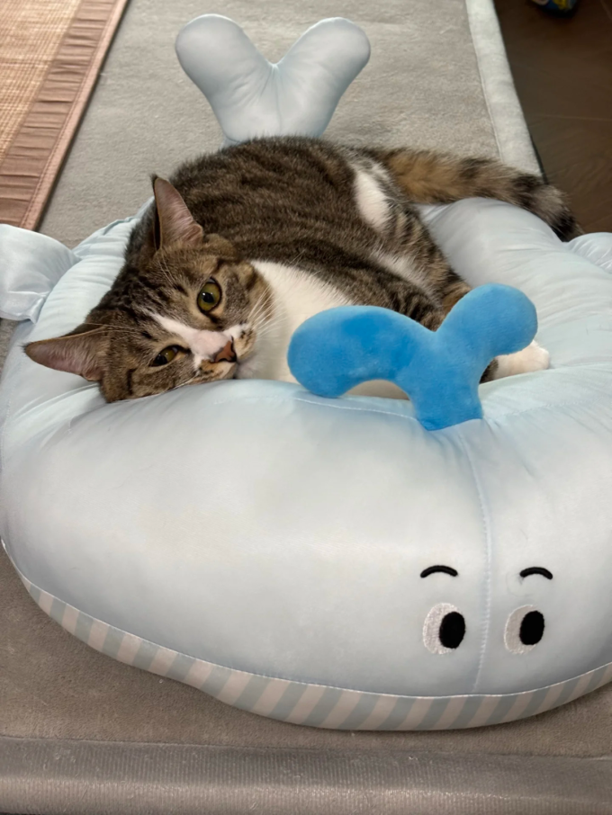 猫狗窝