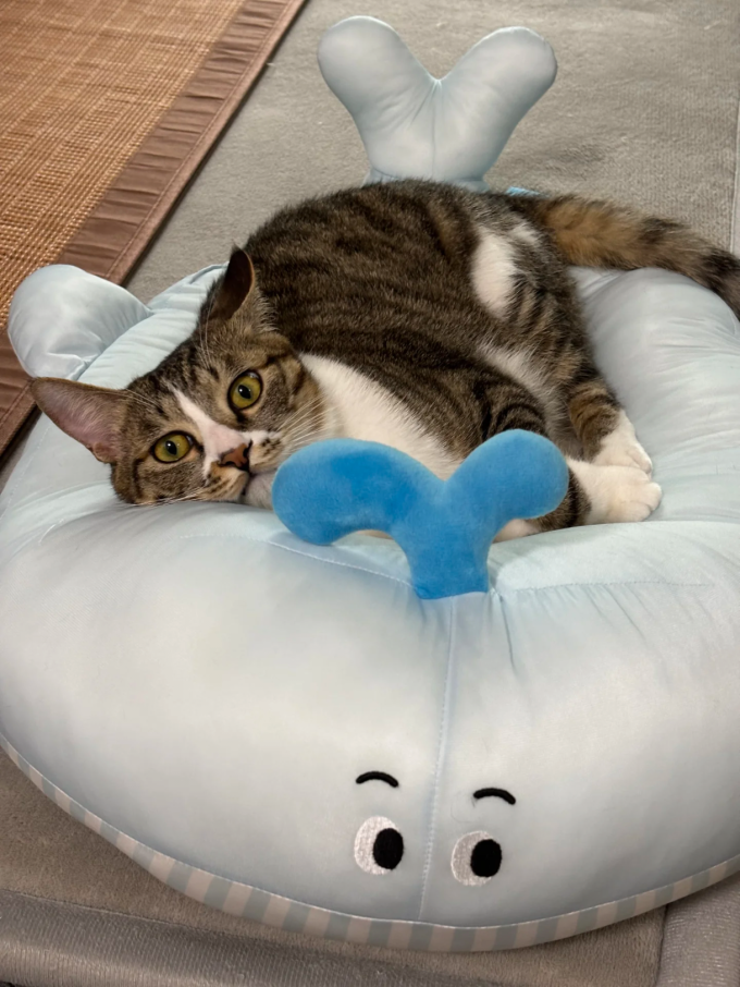 猫狗窝