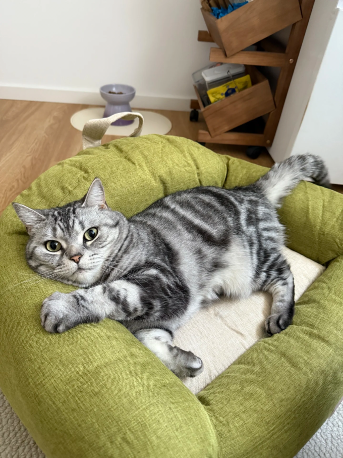 猫狗窝