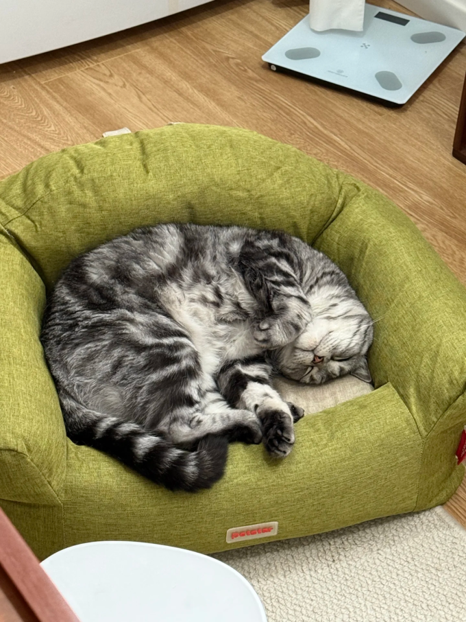 猫狗窝