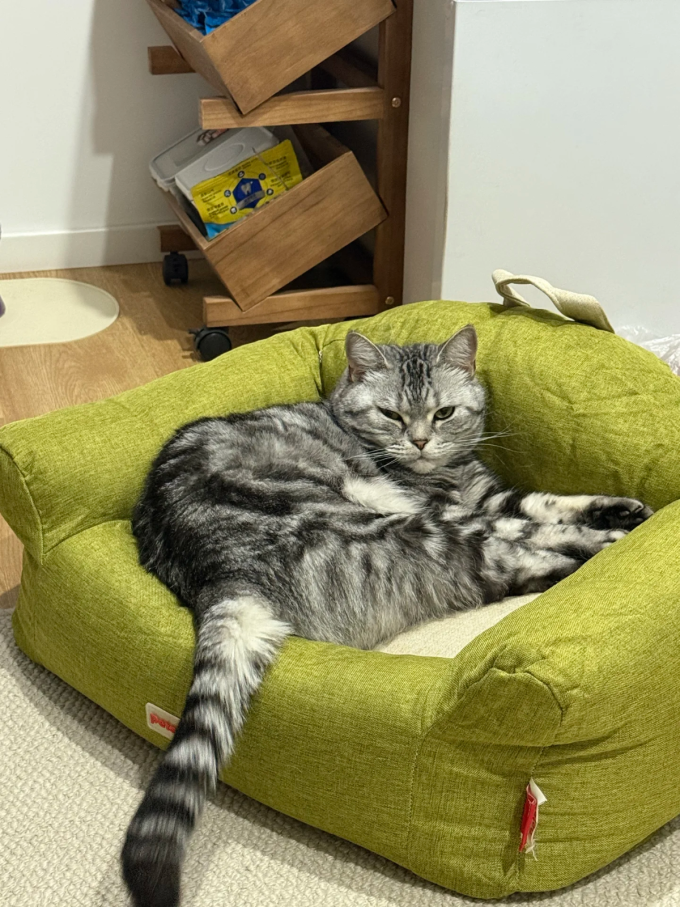 猫狗窝