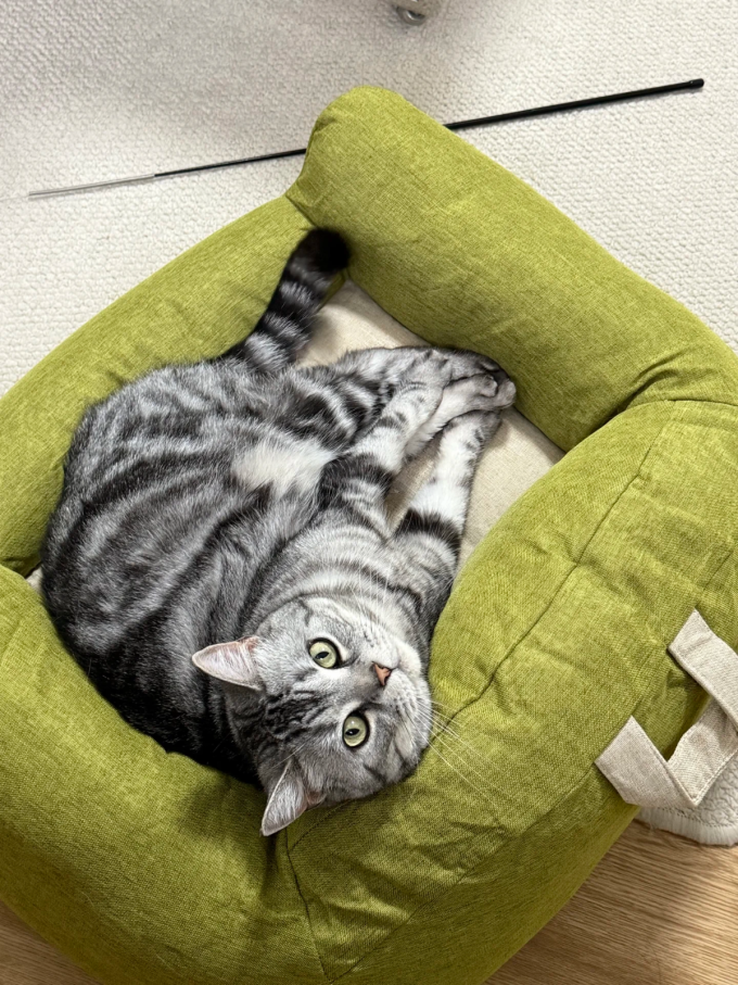 猫狗窝