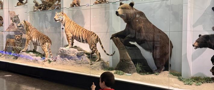 孩子手抓脚踢玩坏“蛇中熊猫”标本：我核了3起同类事件的结果和责任链，这份带娃逛馆攻略写给家长