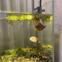 闯缸鱼没死就是稳，水一白就是崩？翻完100多条全网养水记录，下鱼前只需过三关
