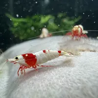 入缸那天好好的，第七天开始团灭？虾的死亡时间线就是死因表：翻完全网80多条虾缸翻车帖，秋补虾的带宽、过水和止损单都在这了