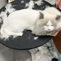 “只洗澡、别剃毛”——猫美容最容易被听岔的一句话：翻完四类事故发现，分水岭一开始就写在你家猫身上