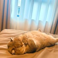 猫翻肚皮让你摸？先别伸手——“信任说”和“陷阱说”都只说对了一半