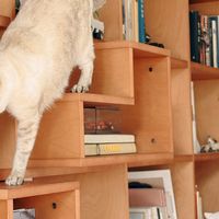 满墙书柜正在吃掉猫墙：翻完全网一体化案例，能留下的都是不像猫墙的墙