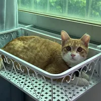 猫凌晨2点跑酷，“报复”上了热搜：先别急着熬回去，猫根本不是夜行动物