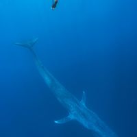 国庆想去东帝汶追蓝鲸？本地潜店在评论区直说：太早了——把季节窗口、路线账本和下水红线标在这张地图上