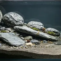 标价一千块的主石，有人驱车百里白捡：秋季开溪流缸前，把“野采”这三笔隐性账算清楚