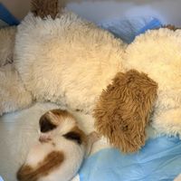 雨季正赶上捡奶猫高峰：翻完12张真实账单，我扒出三条花费线和一份避坑清单