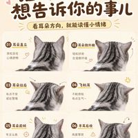 猫咪耳朵的秘密,6种形态一眼看懂猫的情绪