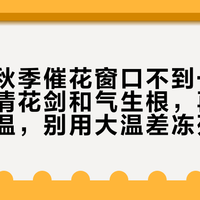 蝴蝶兰秋季催花窗口不到一个月：先分清花剑和气生根，再验苗、看夜温，别用大温差冻死它
