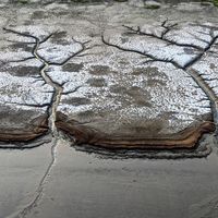 旧金山湾区,挖蛤和抓蟹不是同一套钟点