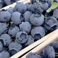 蓝莓的营养价值与食用方式