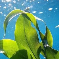 不爱鱼腥味的成分党挑纯藻油DHA，来源、含量和配方我会一起看