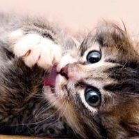 猫咪玻璃胃猫粮怎么选？希喂vs渴望 vs 高爷家猫粮，哪款最温和？