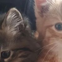养幼猫吃什么猫粮好？希喂、有鱼、江小傲三款猫粮选哪个最稳妥