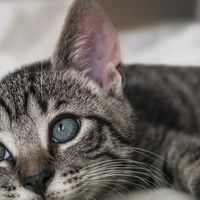 猫咪不长肉怎么选猫粮？希喂、渴望、诚实一口哪款猫粮最值得入手