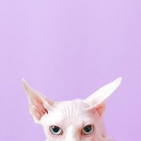 CXG无毛猫一定要用专用沐浴露吗❓别再盲目省钱了