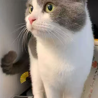 避开喂养误区科学养护猫咪健康