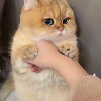 英短蓝猫科学梳毛与护理指南
