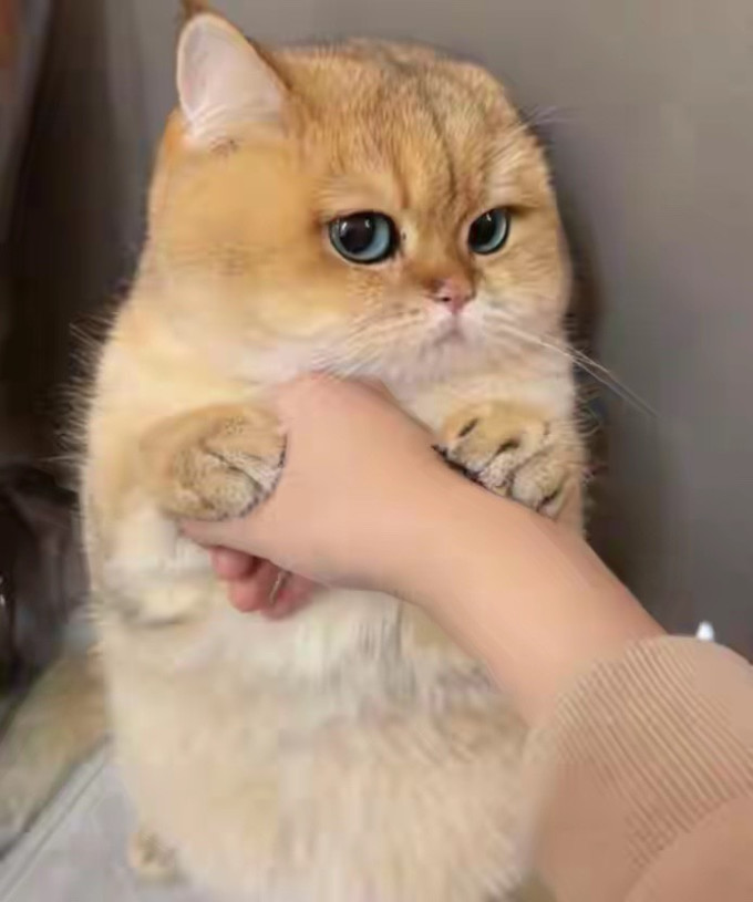 猫咪
