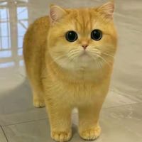 猫咪应激反应的识别与应对