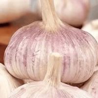 大蒜风味化学与生物活性解析
