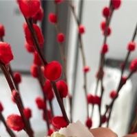 黄精选购值得参考的品牌？记录个人长期食补的真实反馈