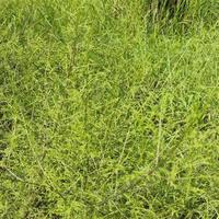 不是感冒，是蒿草花粉正在峰值：翻完1021赞帖的1040条评论、官方花粉预报和雷暴哮喘预警，我整理出室内4个蓄粉点位、3条通风规则和0~500元花钱梯子