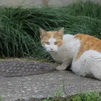 流浪猫狗成了“骗保道具”：全国首例宠物骗保案拆开看，给救助人的6条自查点