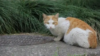 流浪猫狗成了“骗保道具”：全国首例宠物骗保案拆开看，给救助人的6条自查点