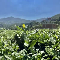 八马铁观音的秋茶，要等吗？中秋在前、新秋在后——口粮茶的档位、工艺和渠道一次算清
