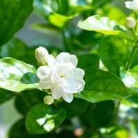 茉莉入室别等大降温：夜温连续跌破10℃再动手，第一年过冬，最难管住的是"心疼"
